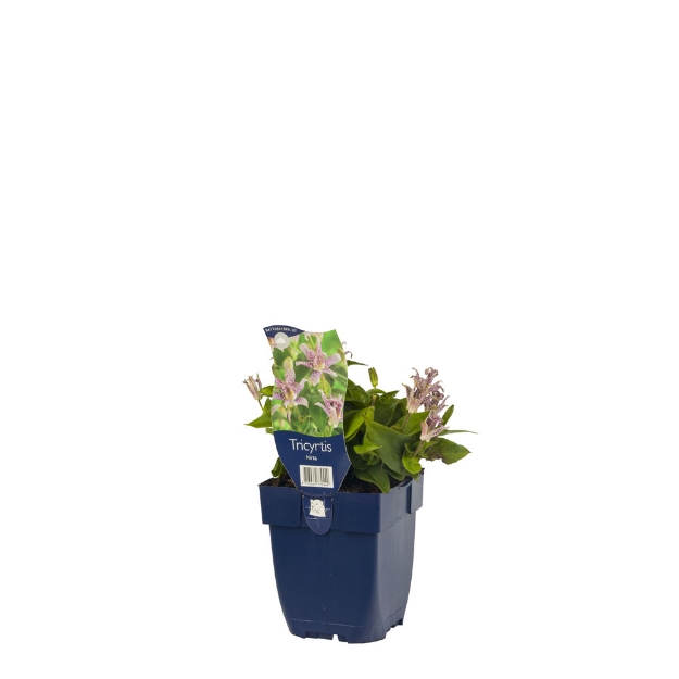 Image de Tricyrtis hirta - pot de 11 cm.