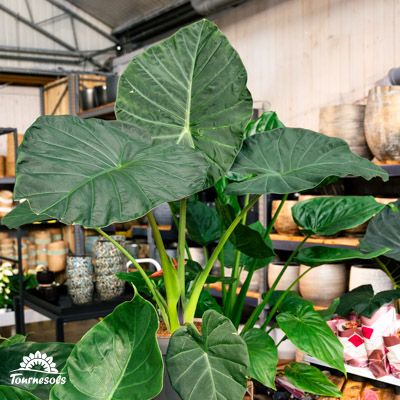 Alocasia au feuillage légèrement bleuté et spectaculaire