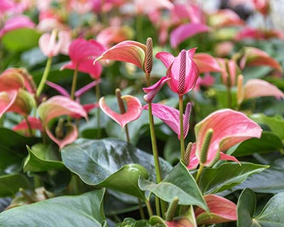 Anthurium | Les variétés