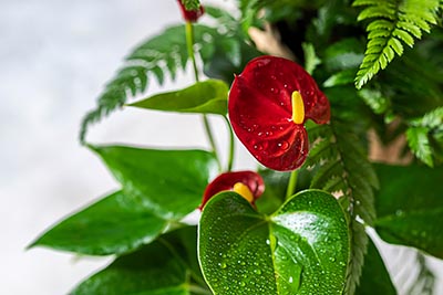 Anthurium | Origines et entretien