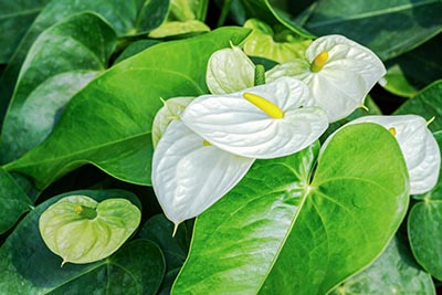 Anthurium | Populaire pour sa grande variété de couleurs