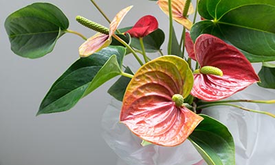 Anthurium | maladies et parasites