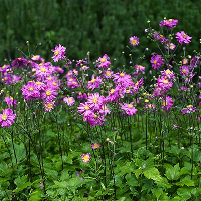 Anémones à floraison automnale