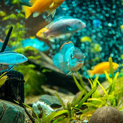 Aquarium comment bien débuter ?