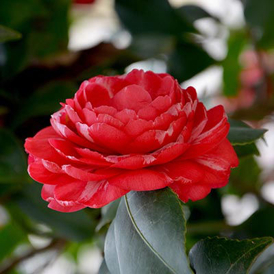 Camélia du Japon - fleur rouge
