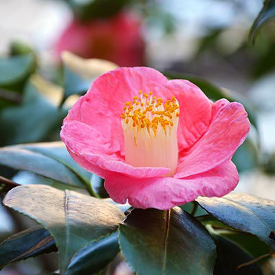 Camélia du Japon - Fleurs roses