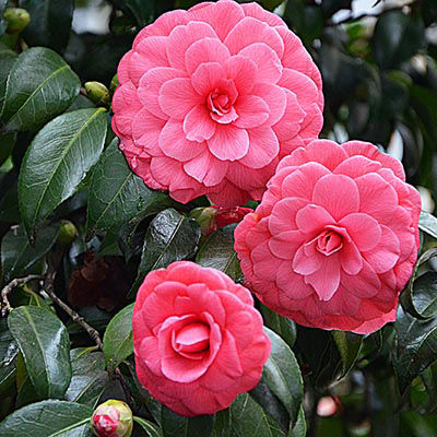 Camélia du Japon - fleurs pompons roses