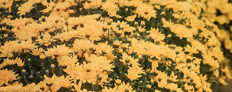 Massif chrysanthème pomponette