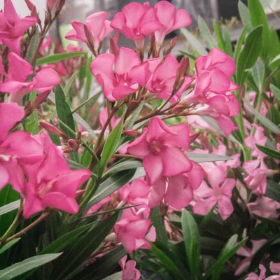 Laurier-rose : taillez pour favoriser la floraison