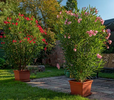 Laurier-rose en pot pour une culture en Belgique