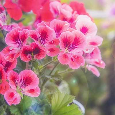 Pelargonium | Conseils et entretien