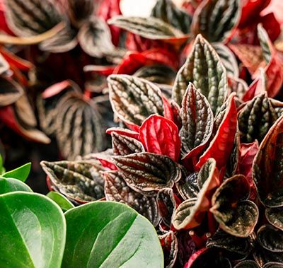 Peperomia : entretein et conseils, ainsi que les variétés les plus courantes