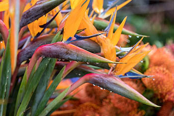 Oiseau du paradis ou Strelitzia au jardin