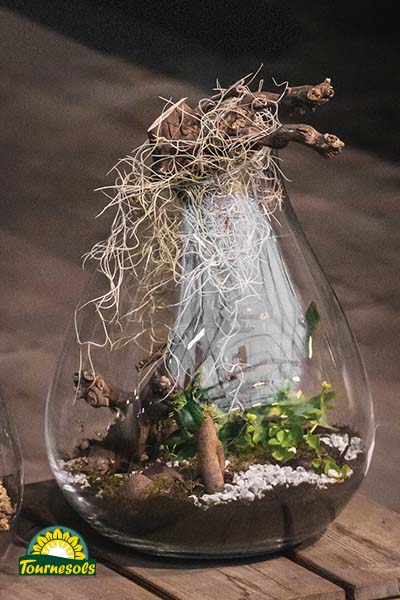 Nouvelle collection de terrarium en jardinerie