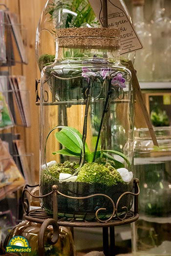 Comment créer un terrarium - exemple 1