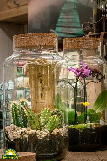 Votre terrarium de plantes - exemple 3