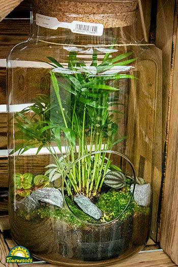 Très joli terrarium - exemple 4