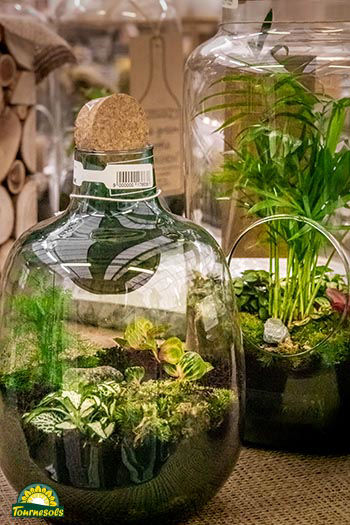 Nos terrariums en jardinerie - exemple 5