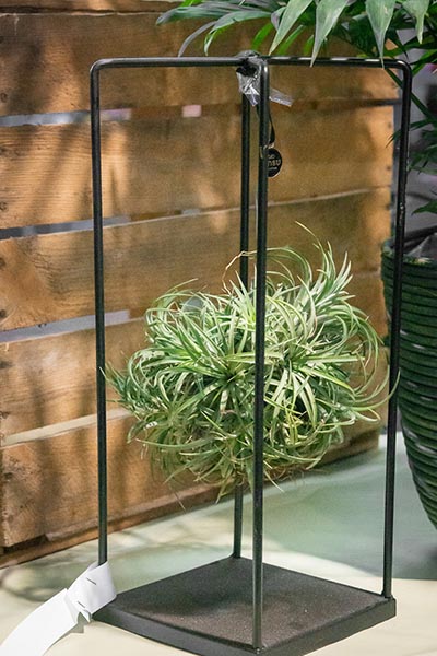 Tillandsia suspendu dans une cage en métal