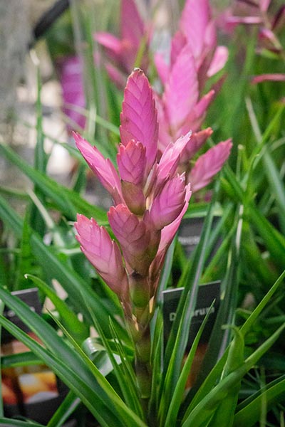 PLANDAIRE Tillandsia Tricolor IR Plante sans Terre Vivante - Tillandsias  Plantes Vraies - Plantes Interieur Naturelle Tillandsia Vraie Plante  Plantes