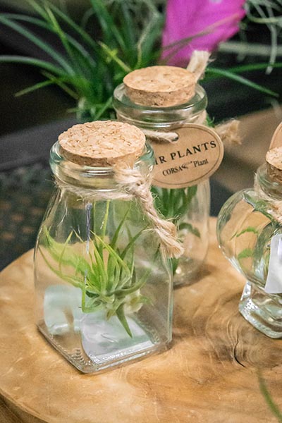 Tillandsia dans une bouteille de verre