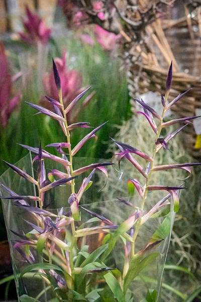 Tillandsia leiboldiana