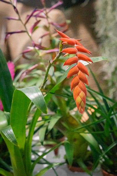 PLANDAIRE Tillandsia Tricolor IR Plante sans Terre Vivante - Tillandsias  Plantes Vraies - Plantes Interieur Naturelle Tillandsia Vraie Plante  Plantes