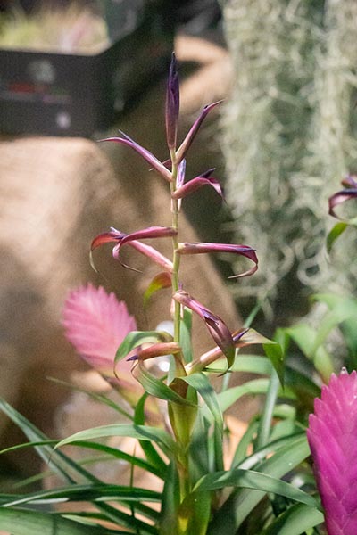 Tillandsia leiboldiana