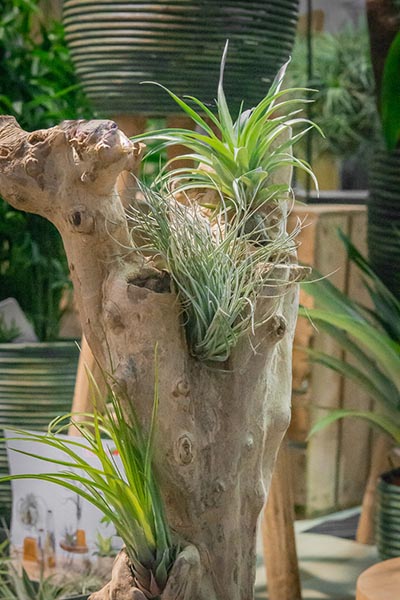  Tillandsia sur souche d'arbre