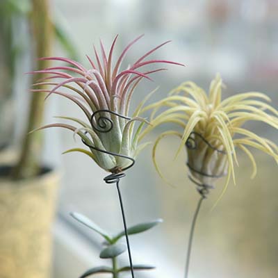 Tillandsia - où acheter nos compositions