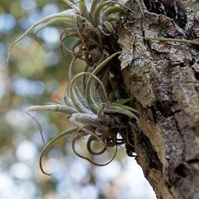 Tillandsia sans racine ni terre