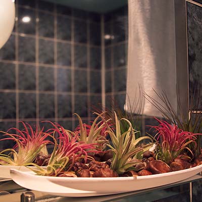 Tillandsia dans une salle de bain - entretien