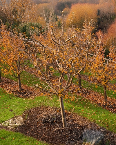 Arbre fruitier à pépins doivent être taillés en automne de préférence.