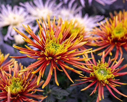 Gros plan sur des chrysanthèmes araignée aux pétales orange et jaunes, avec d'autres fleurs floues en arrière-plan.
