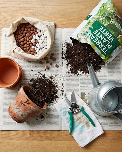 Illustration des étapes pour rempoter une plante verte en février, de l’arrosage au remplissage du pot.