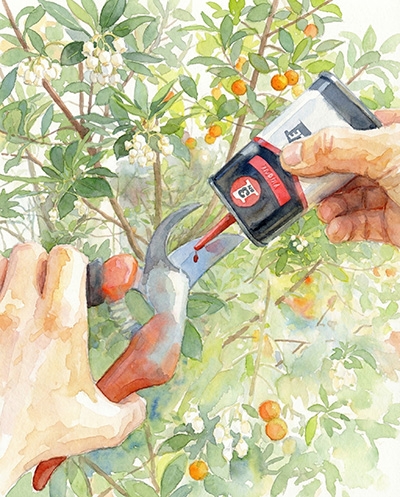 Nettoyage d’un sécateur dans le jardin pour un entretien hivernal des outils