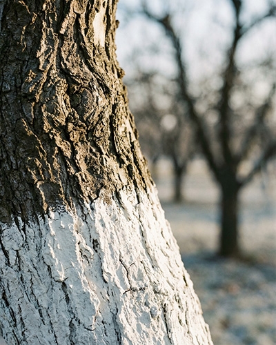 Tronc d’arbre blanchi à la chaux en janvier pour protéger l’écorce durant l’hiver.
