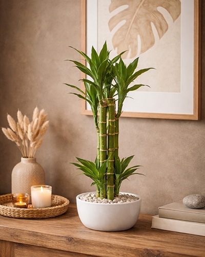 fern leaf peony plant Fernleaf Peony