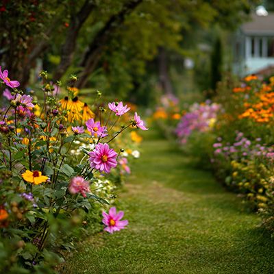 Illustrations montrant des gestes pour tailler les plantes pour prolonger leur floraison.