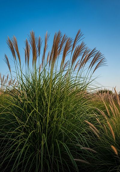 Graminées ornementales non allergènes sous un ciel bleu.