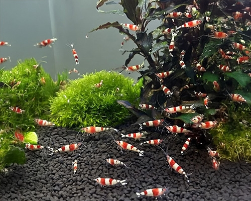 Crevettes rouges et blanches dans un aquarium bien planté.