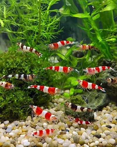 Les crevettes aux couleurs vives dans un aquarium offrent un spectacle divertissent tout en remplissant un rôle très utile dans votre aquarium..