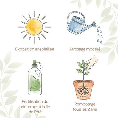 Infographie : entretien du kalanchoë, bon ensoleillement, arrosage modéré, engrais du printemps à l'été, et rempotage tous les deux ans.