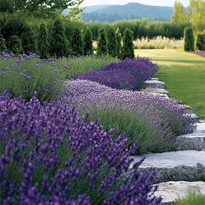 Planter de la lavande en Belgique ? C'est possible et on vous explique comment y arriver sans vous tromper.