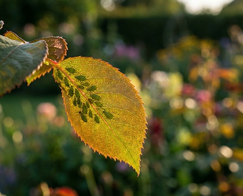 Colonie de pucerons verts sous une feuille de rosier en contre-jour.