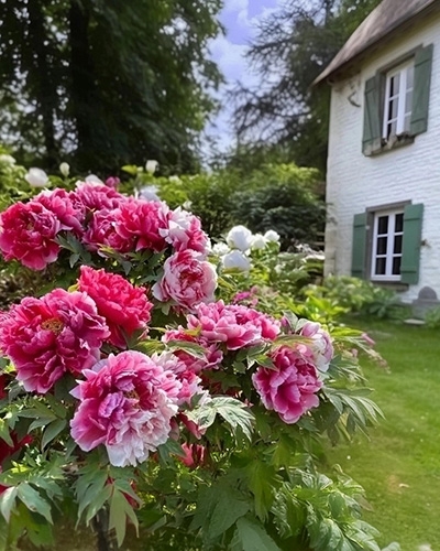 Massif de pivoines herbacées roses et blanches au premier plan d'un jardin verdoyant avec une maison traditionnelle en arrière-plan.