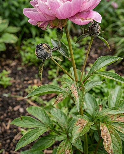 Illustration ancienne d'une pivoine herbacée et bouquet de pivoines fraîches sur une table en bois rustique.