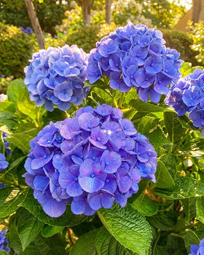 Fleurs d’hortensia bleu éclatant en pleine floraison, typiques d’un sol acide