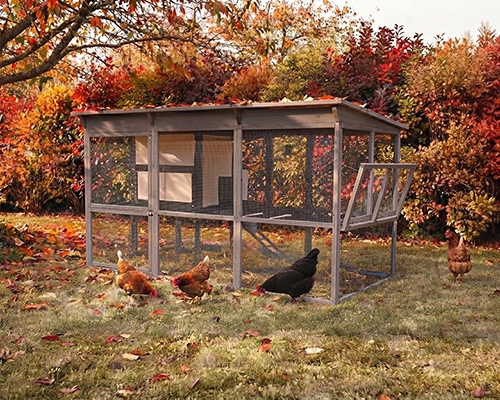 Quatre poules pondeuses rousses et noires devant leur poulailler en bois avec enclos grillagé dans un jardin d'automne.