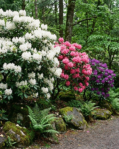 Fleurs bleues d’hortensia en sol acide, illustrant l’importance du pH pour une floraison éclatante